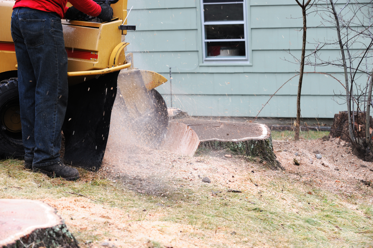 sld4 stump grinding