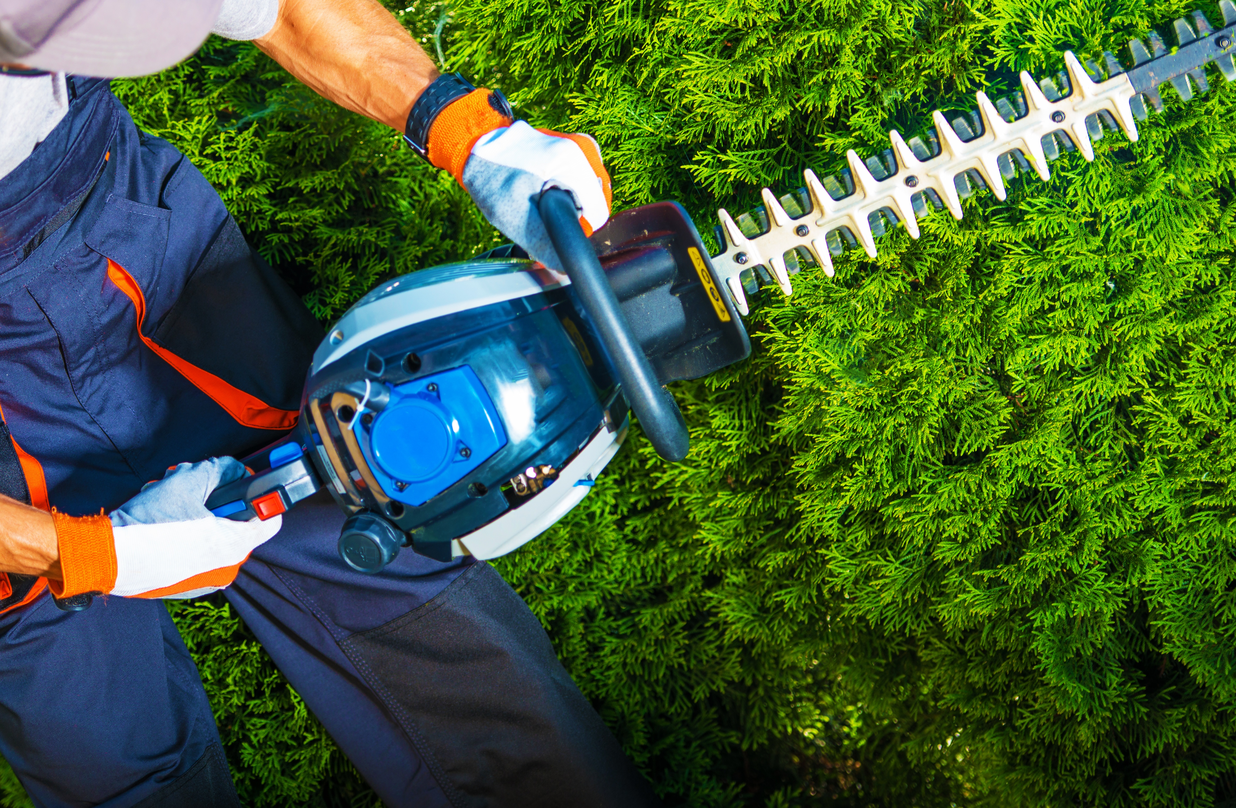 sld3 tree shaping services